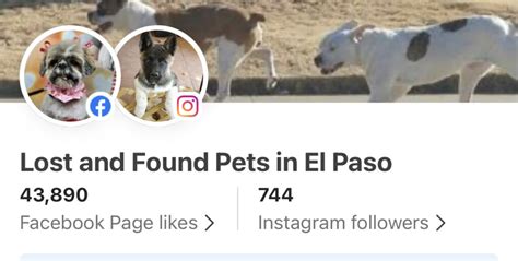 el paso lost and found dogs